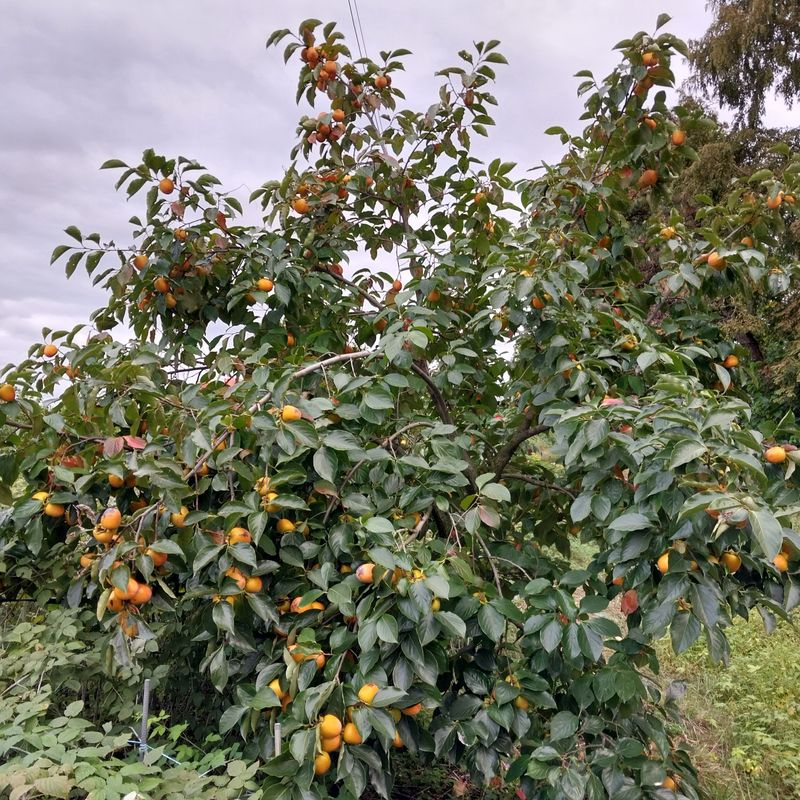 장터 상품 [둥시감 10키로 5박스판매합니다(판매완료)] 썸네일