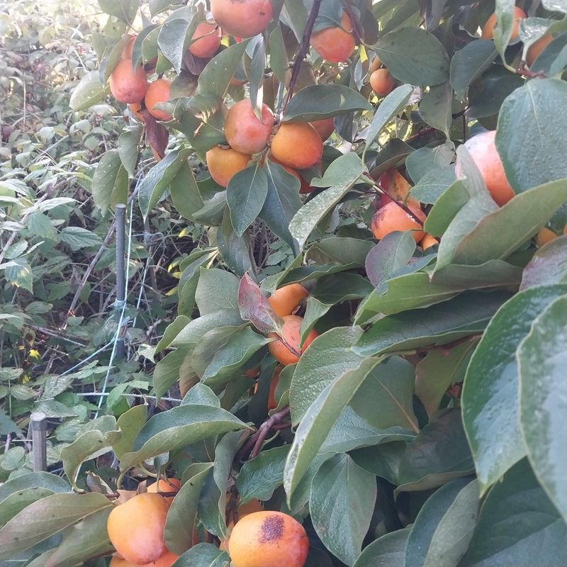 아로대추님의 장터 판매 상품 [둥시감 10키로 5박스판매합니다(판매완료)] 첨부 사진