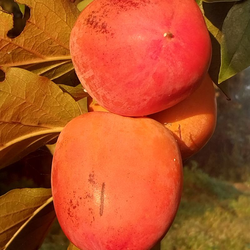 아로대추님의 장터 판매 상품 [둥시감 10키로 5박스판매합니다(판매완료)] 첨부 사진