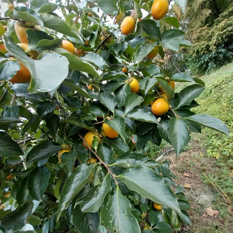 아로대추님의 장터 판매 상품 [둥시감 10키로 5박스판매합니다(판매완료)] 첨부 사진