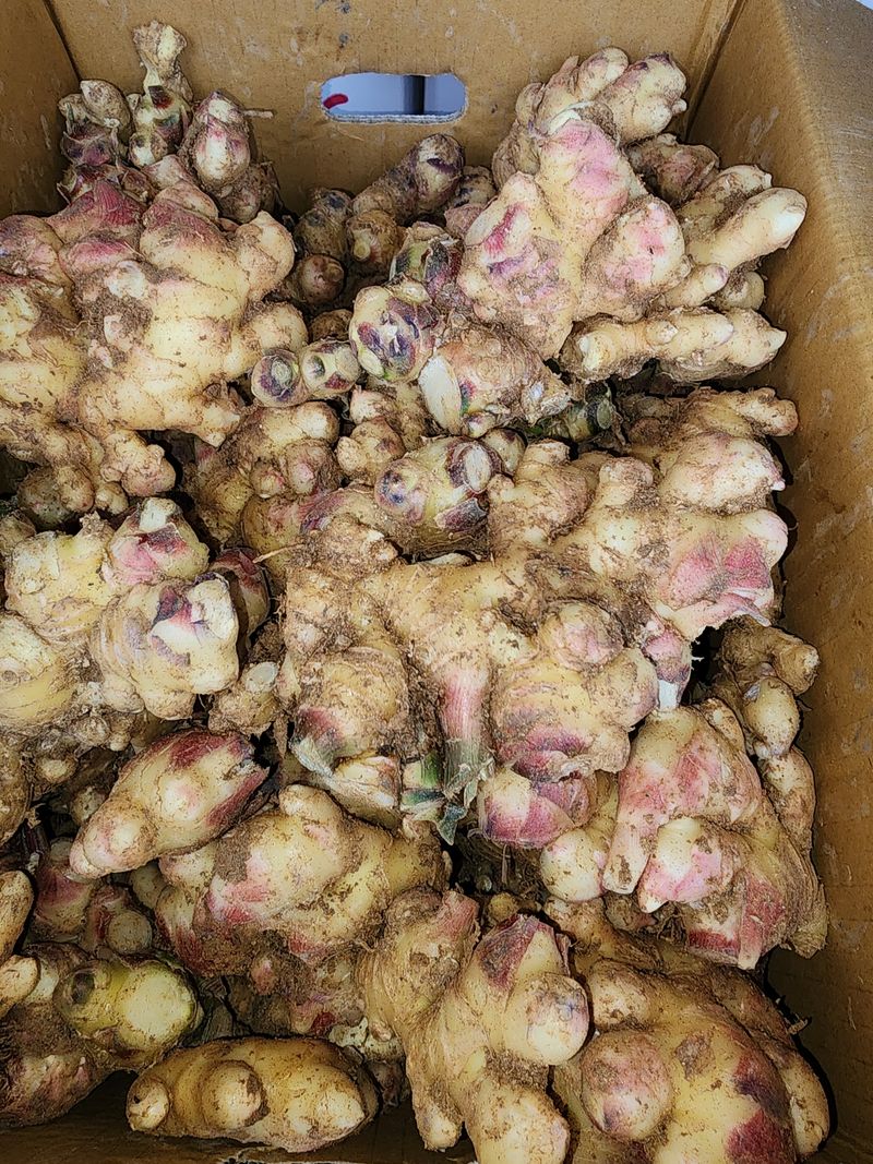 장터 상품 [생강] 썸네일