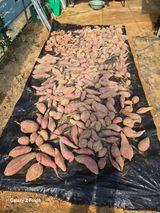 팜모닝 고구마·영농일지 게시글 이미지