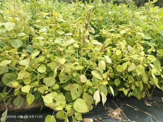 엄재식님의 자유주제 · 자유게시판 작성글 사진