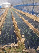 팜모닝 마늘·영농일지 게시글 이미지