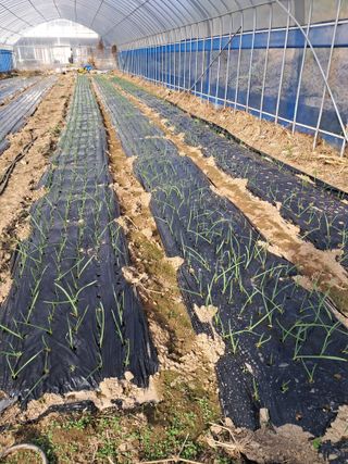 농부의약속님의 마늘 · 영농일지 작성글 사진