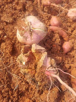 아나조아님의 작성글 사진