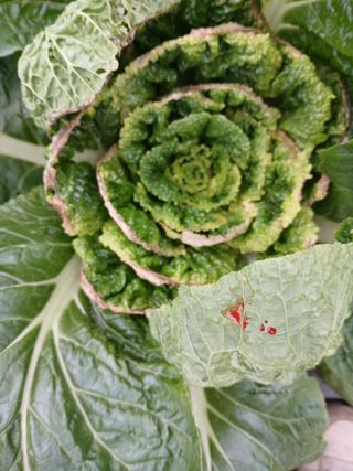 충북금관님의 배추 · 병해충상담 작성글 사진