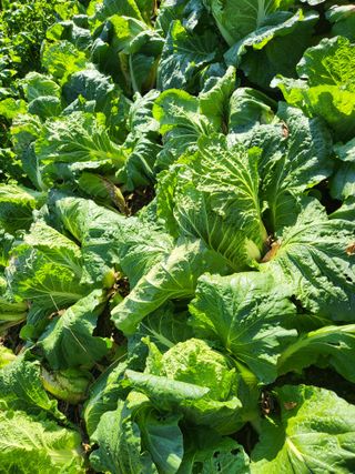 박순례님의 11월 농사 계획 공유하기 · 참여글 작성글 사진