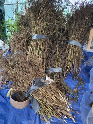 박순례님의 11월 농사 계획 공유하기 · 참여글 작성글 사진