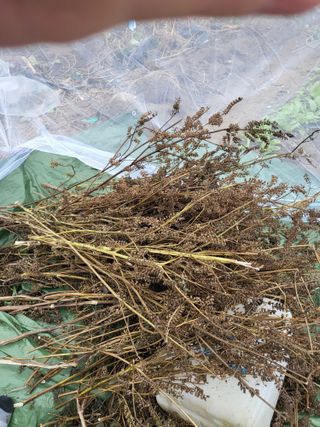 박순례님의 11월 농사 계획 공유하기 · 참여글 작성글 사진