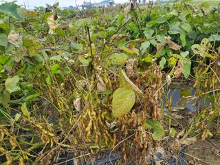 박순례님의 11월 농사 계획 공유하기 · 참여글 작성글 사진