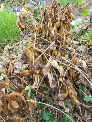 박순례님의 11월 농사 계획 공유하기 · 참여글 작성글 사진