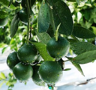 새달귤농장님의 팜모닝 · 출석 작성글 사진