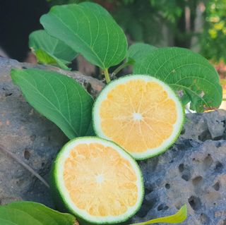 새달귤농장님의 팜모닝 · 출석 작성글 사진