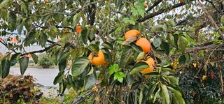 삼례텃밭지기님의 자유주제 · 자유게시판 작성글 사진