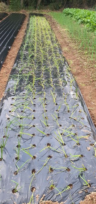 류창열 님의 11월 농사 계획 공유하기 · 참여글 작성글 사진