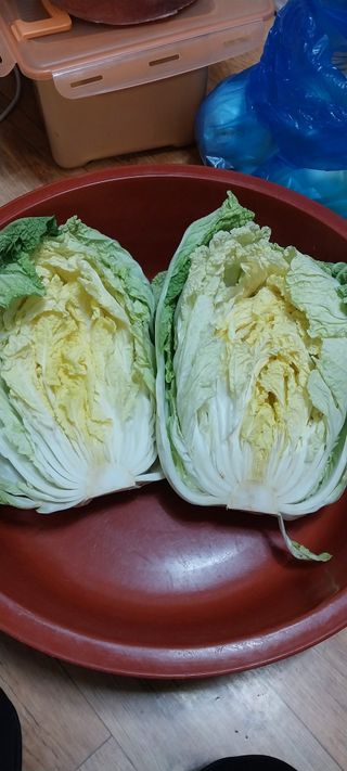 주말 텃밭 농부님의 자유주제 · 자유게시판 작성글 사진