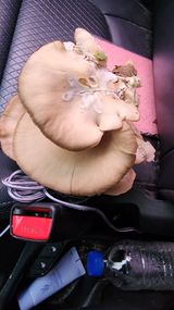 팜모닝 자유주제·자유게시판 게시글 이미지