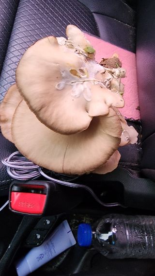 매실16290님의 자유주제 · 자유게시판 작성글 사진