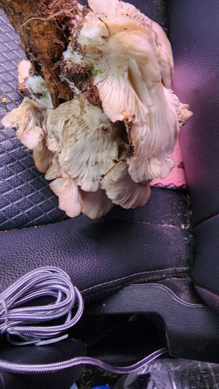 매실16290님의 자유주제 · 자유게시판 작성글 사진