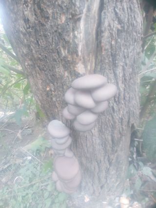 돌핀농부님의 자유주제 · 사진전 작성글 사진