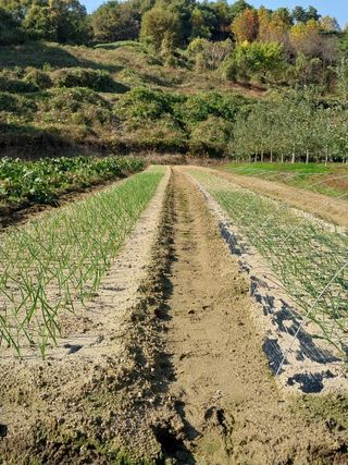 시골살이님의 자유주제 · 자유게시판 작성글 사진