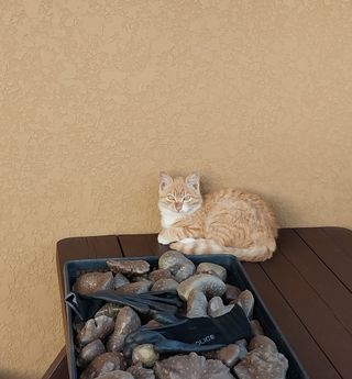 시골살이님의 자유주제 · 자유게시판 작성글 사진