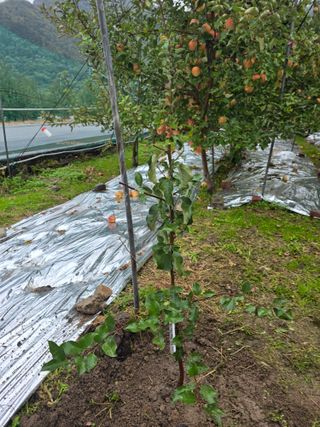 최동구님의 사과 · 묘목•접목 작성글 사진