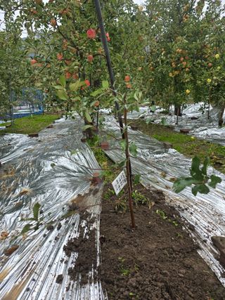 최동구님의 사과 · 묘목•접목 작성글 사진