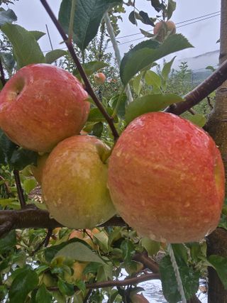 최동구님의 사과 · 묘목•접목 작성글 사진