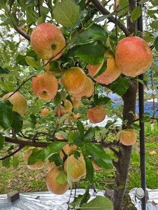 최동구님의 사과 · 묘목•접목 작성글 사진