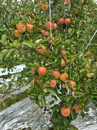 최동구님의 사과 · 묘목•접목 작성글 사진