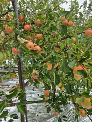 최동구님의 사과 · 묘목•접목 작성글 사진