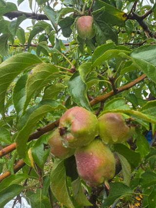 최동구님의 사과 · 묘목•접목 작성글 사진