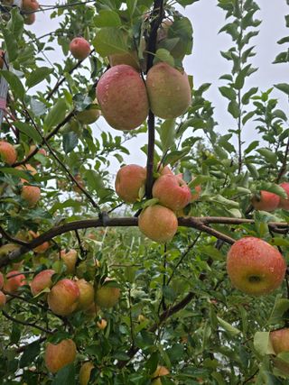 최동구님의 사과 · 묘목•접목 작성글 사진