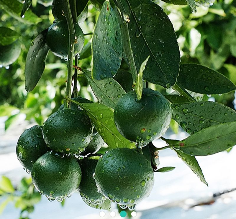 장터 상품 [제주도 풋귤(청귤)판매합니다. 싱싱하고 당일 따서 배송] 썸네일