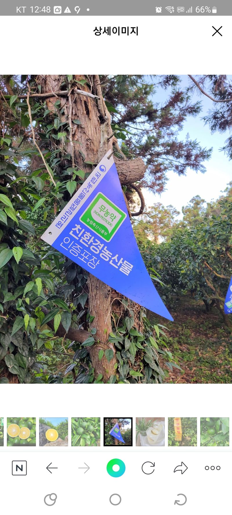 선물차롱님의 장터 판매 상품 [제주도 풋귤(청귤)판매합니다. 싱싱하고 당일 따서 배송] 첨부 사진