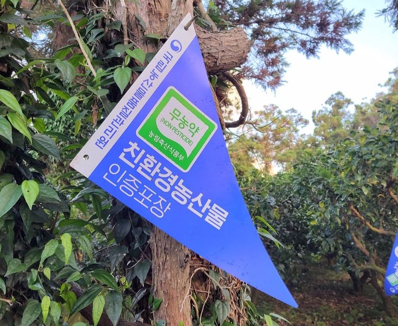 선물차롱님의 장터 판매 상품 [제주도 풋귤(청귤)판매합니다. 싱싱하고 당일 따서 배송] 첨부 사진