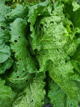 팜모닝 배추·병해충상담 게시글 이미지