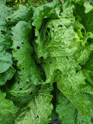 문남순님의 배추 · 병해충상담 작성글 사진