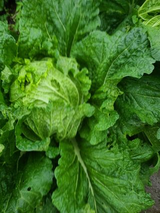 문남순님의 배추 · 병해충상담 작성글 사진