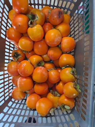 김성년님의 자유주제 · 자유게시판 작성글 사진