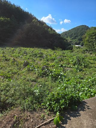 김성부 님의 자유주제 · 자유게시판 작성글 사진