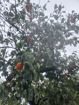 팜모닝 자유주제·자유게시판 게시글 이미지