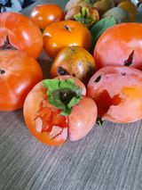 팜모닝 · 게시글 이미지