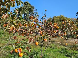 배영순님의 자유주제 · 자유게시판 작성글 사진
