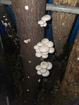 팜모닝 자유주제·자유게시판 게시글 이미지