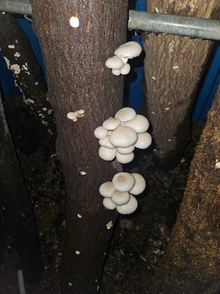 만능이되고픈농부님의 자유주제 · 자유게시판 작성글 사진