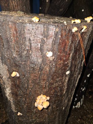 만능이되고픈농부님의 자유주제 · 자유게시판 작성글 사진