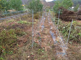 정희군님의 들깨 · 영농일지 작성글 사진